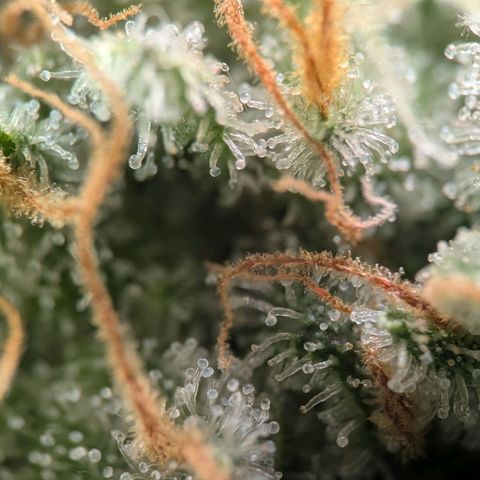 Northern Lights growlog timeline photo