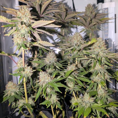 Northern Lights growlog timeline photo
