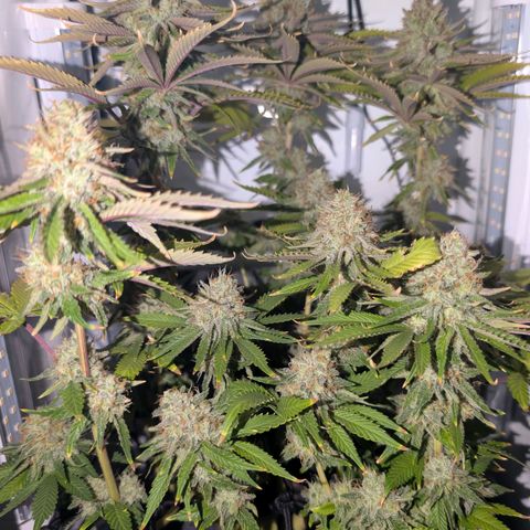 Northern Lights growlog timeline photo