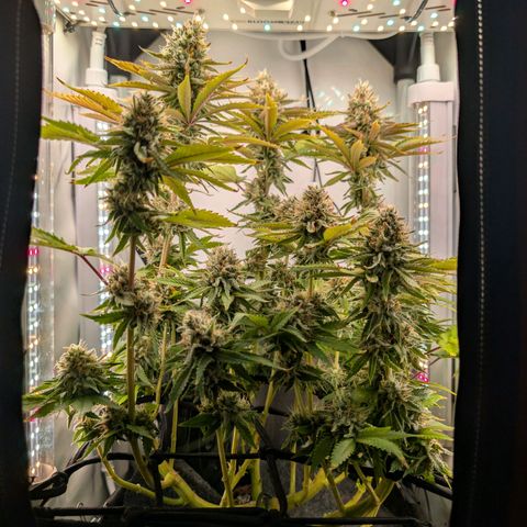 Northern Lights growlog timeline photo