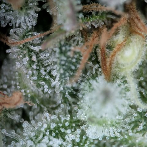 Northern Lights growlog timeline photo