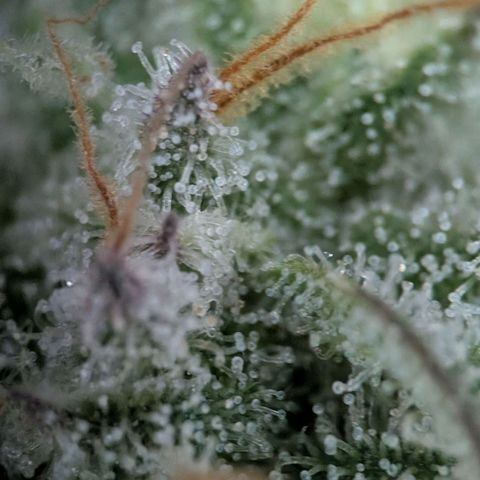 Northern Lights growlog timeline photo
