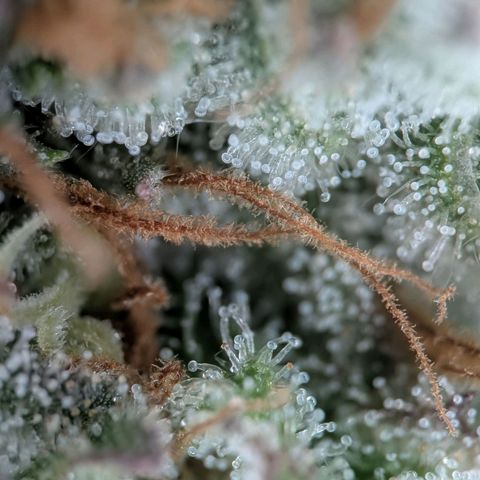 Northern Lights growlog timeline photo