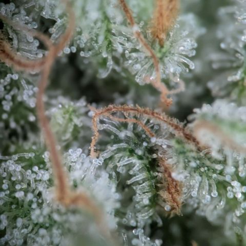 Northern Lights growlog timeline photo