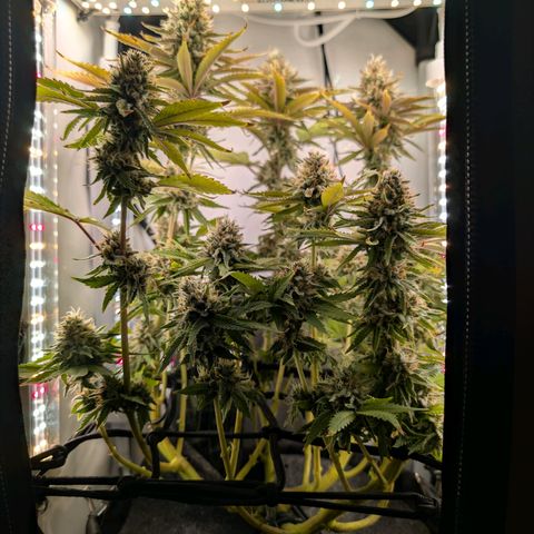 Northern Lights growlog timeline photo