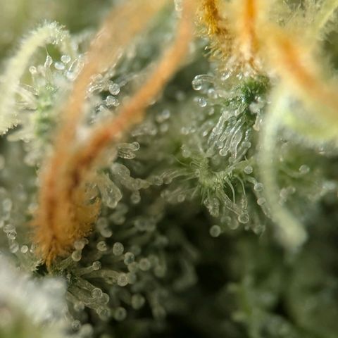 Northern Lights growlog timeline photo