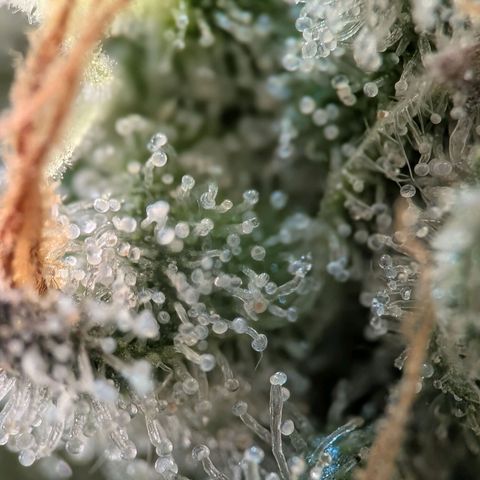 Northern Lights growlog timeline photo