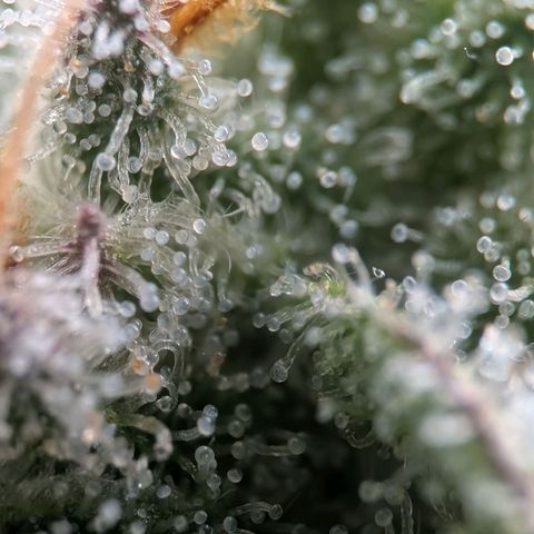 Northern Lights growlog timeline photo
