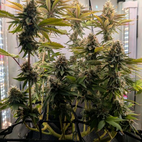 Northern Lights growlog timeline photo