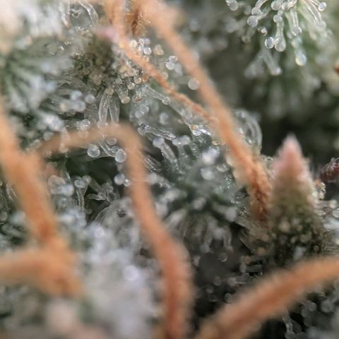 Northern Lights growlog timeline photo