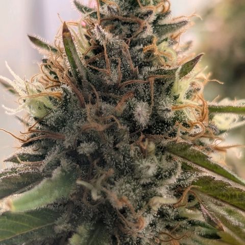 Northern Lights growlog timeline photo