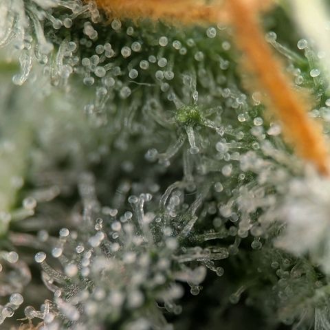Northern Lights growlog timeline photo