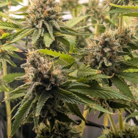 Northern Lights growlog timeline photo