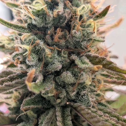 Northern Lights growlog timeline photo