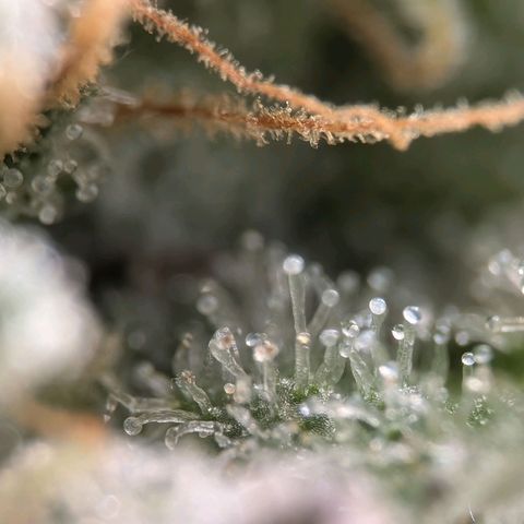 Northern Lights growlog timeline photo