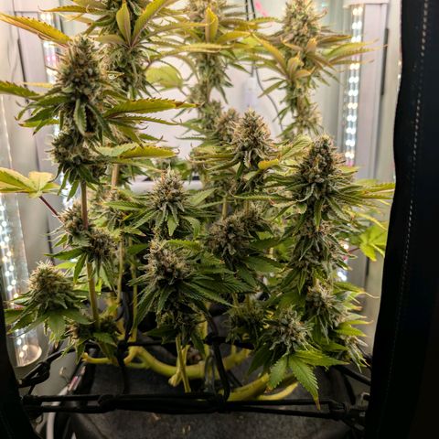 Northern Lights growlog timeline photo
