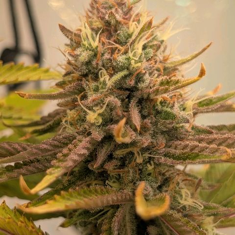 Northern Lights growlog timeline photo