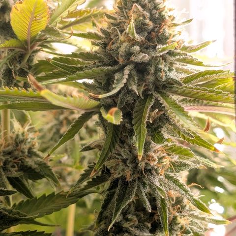 Northern Lights growlog timeline photo