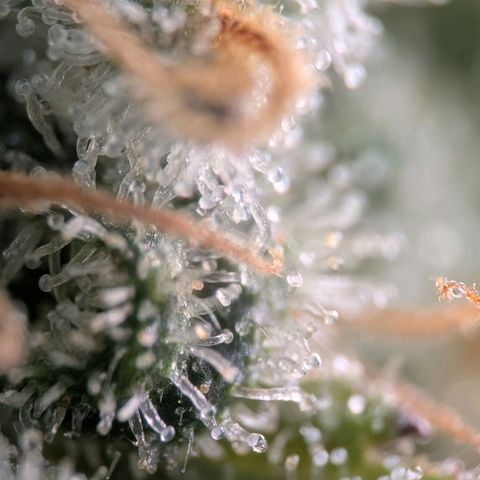 Northern Lights growlog timeline photo