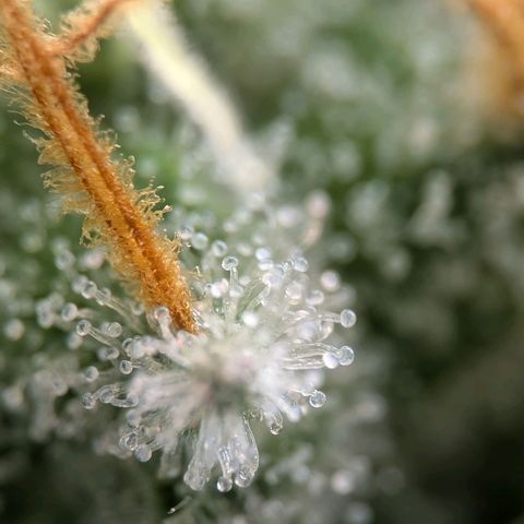 Northern Lights growlog timeline photo