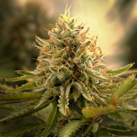 Northern Lights growlog timeline photo
