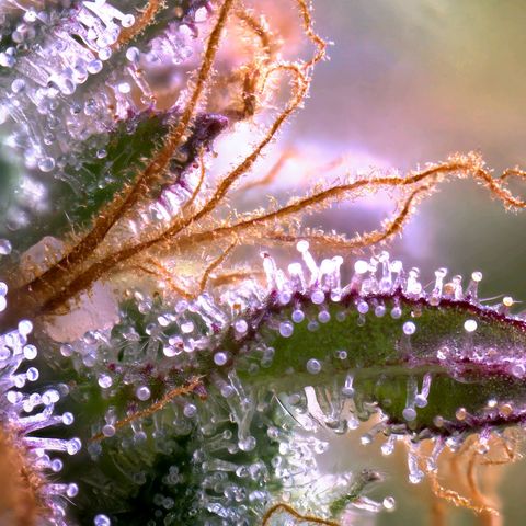 Northern Lights growlog timeline photo