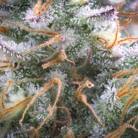 Northern Lights growlog timeline photo