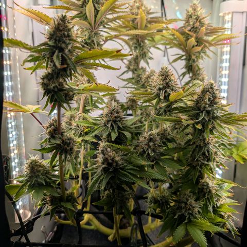 Northern Lights growlog timeline photo