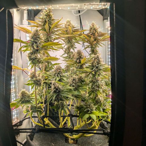 Northern Lights growlog timeline photo