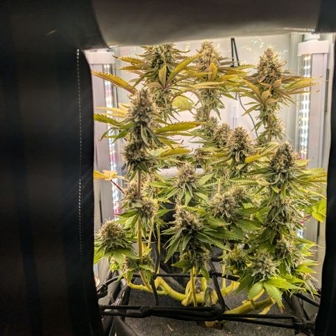Northern Lights growlog timeline photo