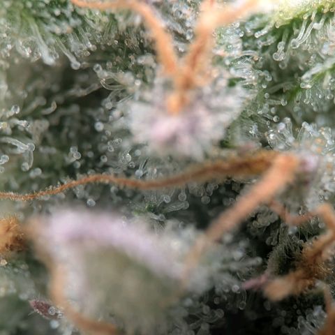 Northern Lights growlog timeline photo