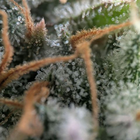 Northern Lights growlog timeline photo