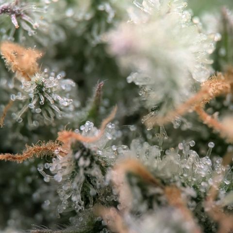 Northern Lights growlog timeline photo