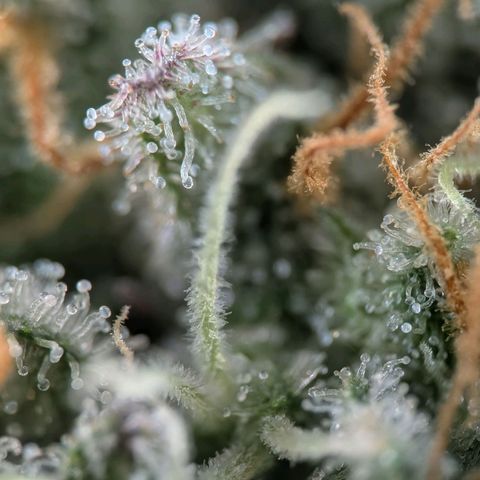 Northern Lights growlog timeline photo