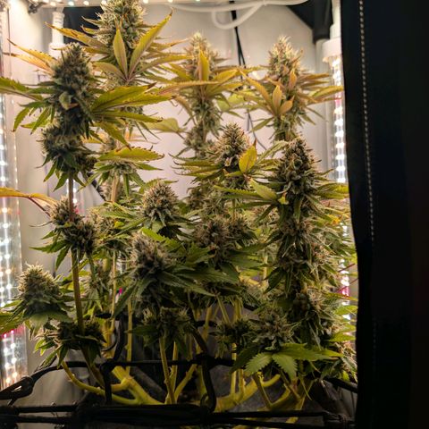 Northern Lights growlog timeline photo