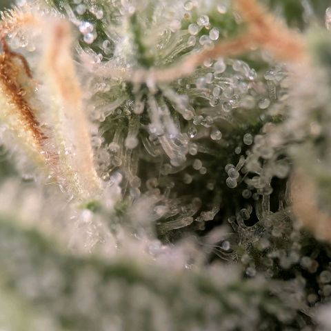 Northern Lights growlog timeline photo