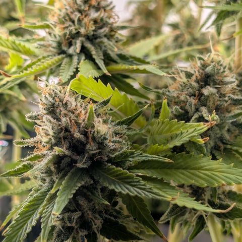 Northern Lights growlog timeline photo
