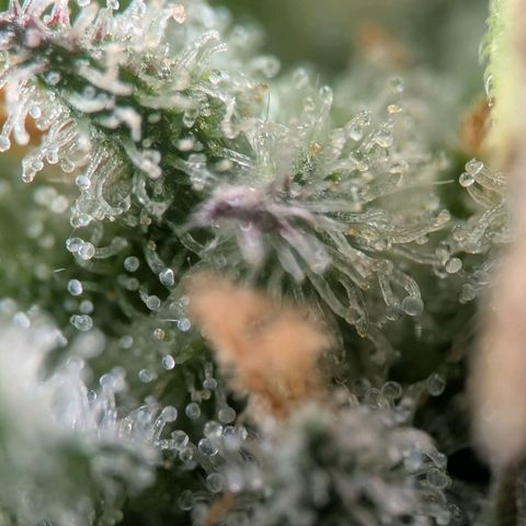 Northern Lights growlog timeline photo