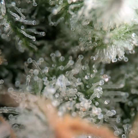 Northern Lights growlog timeline photo