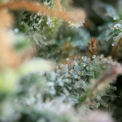 Northern Lights growlog timeline photo