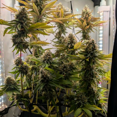 Northern Lights growlog timeline photo