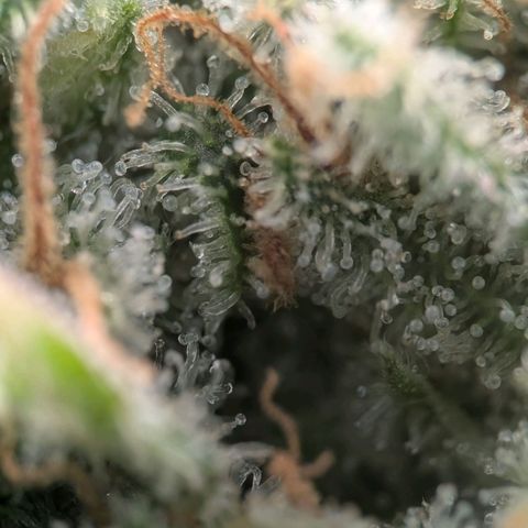Northern Lights growlog timeline photo