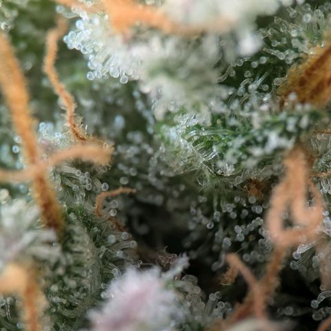 Northern Lights growlog timeline photo