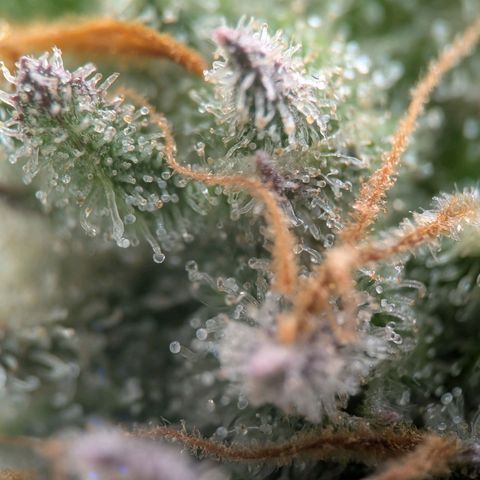Northern Lights growlog timeline photo
