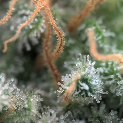 Northern Lights growlog timeline photo