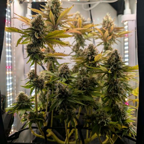 Northern Lights growlog timeline photo