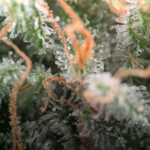 Northern Lights growlog timeline photo