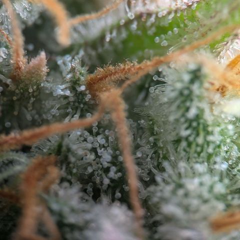 Northern Lights growlog timeline photo