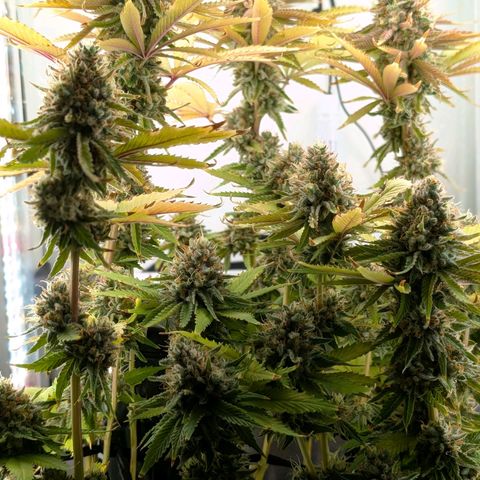 Northern Lights growlog timeline photo
