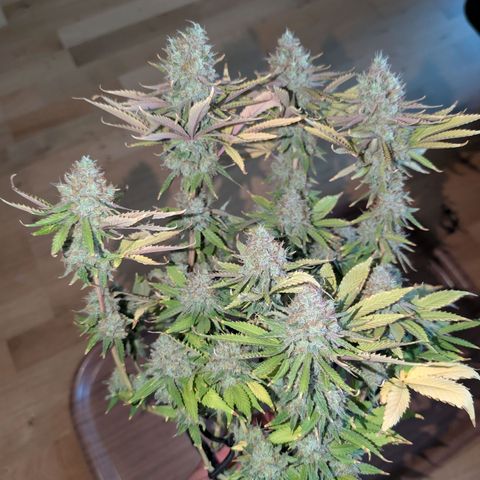 Northern Lights growlog timeline photo